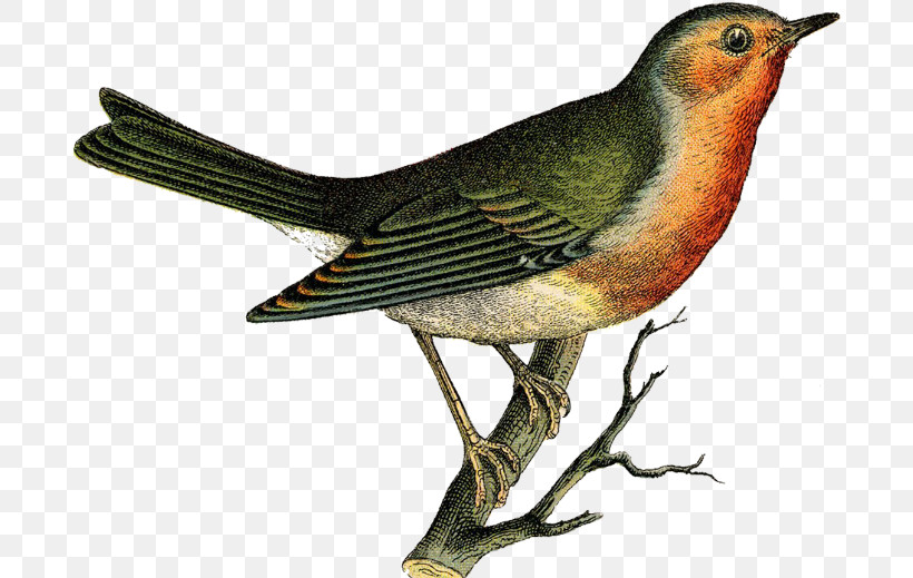 Bird Beak Robin Songbird Perching Bird, PNG, 692x519px, Bird, Beak, European Robin, Finch, Nightingale Download Free