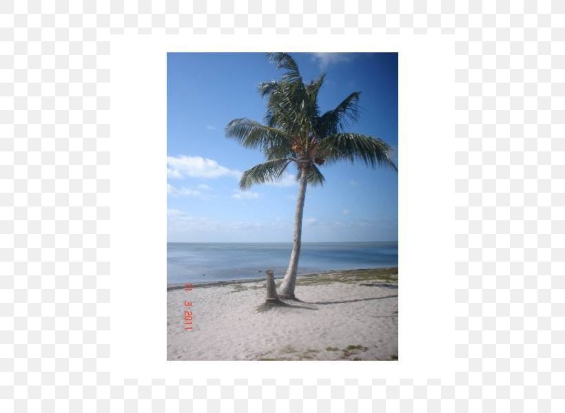 Caribbean Arecaceae Vacation Sky Plc Tree, PNG, 800x600px, Caribbean, Arecaceae, Arecales, Beach, Palm Tree Download Free