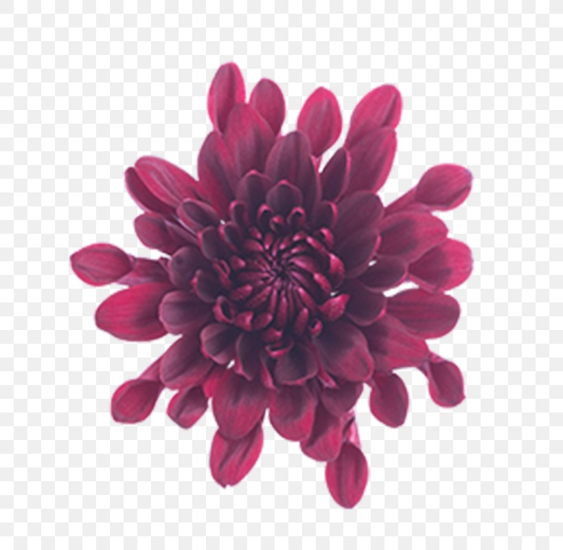 Chrysanthemum Cut Flowers Magenta Pom-pom, PNG, 800x800px, Chrysanthemum, Burgundy, Chrysanths, Color, Cushion Download Free