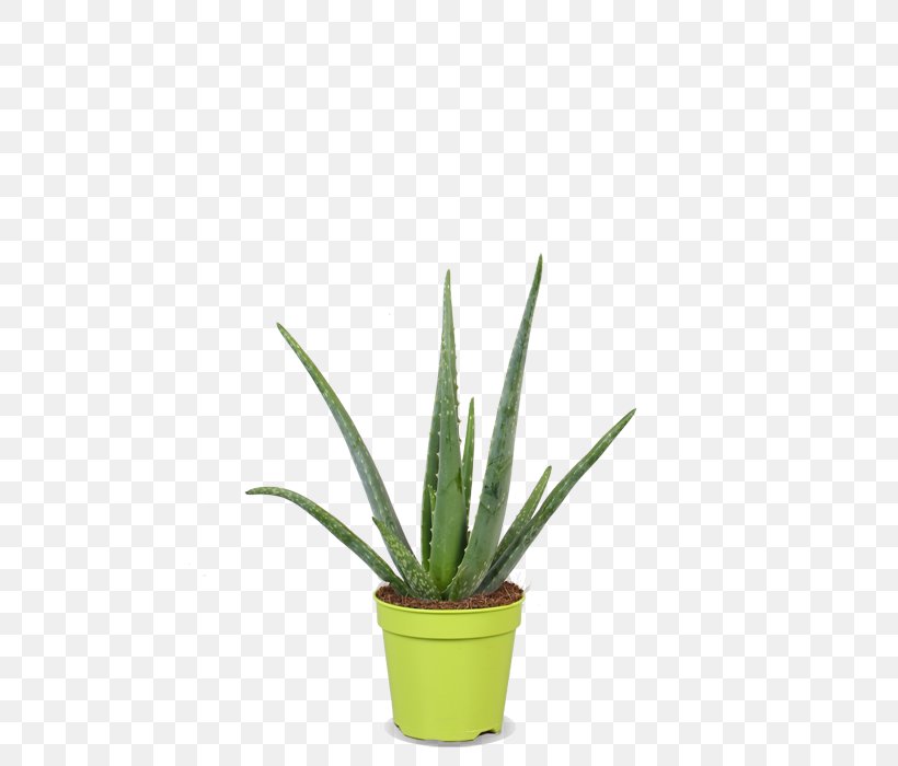 Agave Azul Agave Nectar Grasses Flowerpot Plant Stem, PNG, 500x700px, Agave Azul, Agave, Agave Nectar, Aloe, Aloe Vera Download Free