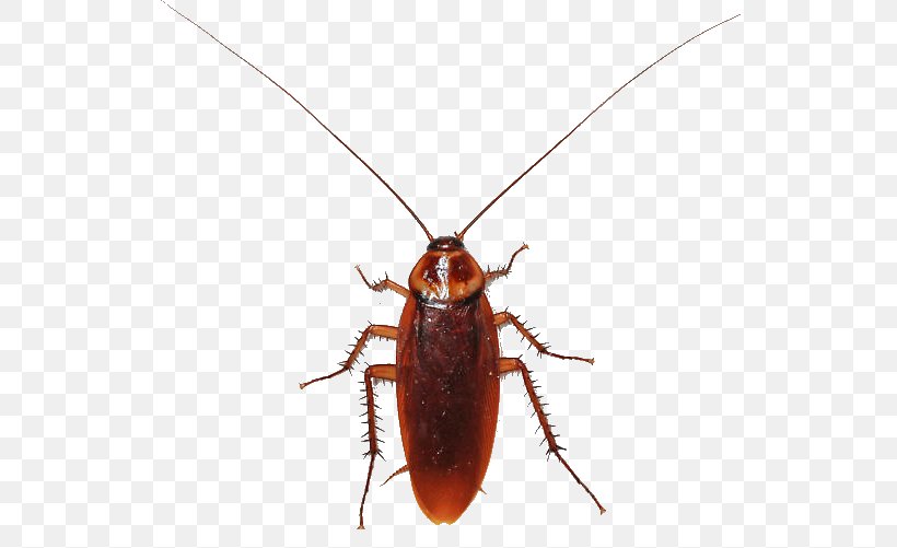 American Cockroach Insect Termite Smokybrown Cockroach, PNG, 560x501px, Cockroach, American Cockroach, Arthropod, Beetle, Blattidae Download Free