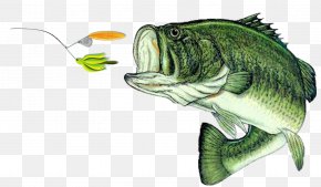 Largemouth Bass Bass Fishing Illustration, PNG, 950x795px, Largemouth ...