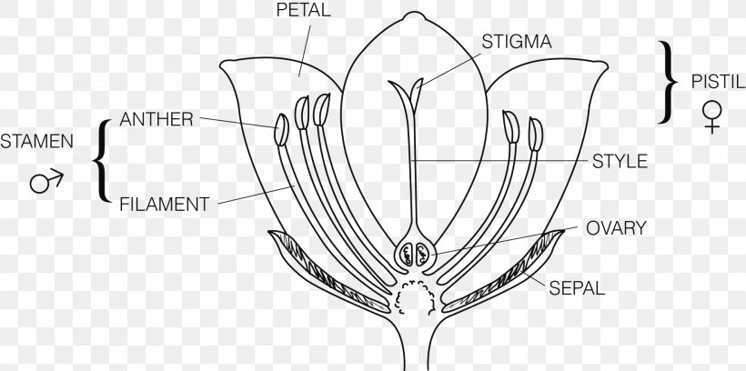 Flower Plant Reproduction Ovary Pseudanthium, PNG, 1970x982px, Flower, Anatomy, Black And White, Cell, Cross Section Download Free