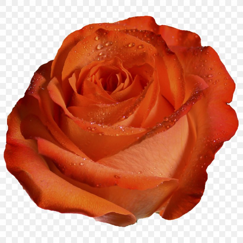 Garden Roses Orange Peach Coral, PNG, 1417x1417px, Rose, Blue, Burgundy, Close Up, Color Download Free