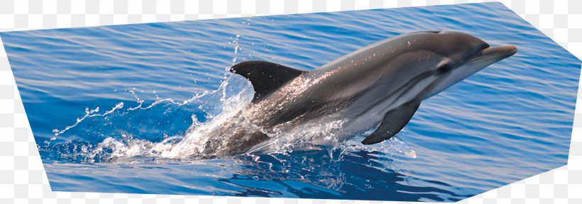 Striped Dolphin Common Bottlenose Dolphin Short-beaked Common Dolphin Rough-toothed Dolphin Wholphin, PNG, 1886x663px, Striped Dolphin, Biology, Bottlenose Dolphin, Common Bottlenose Dolphin, Dolphin Download Free