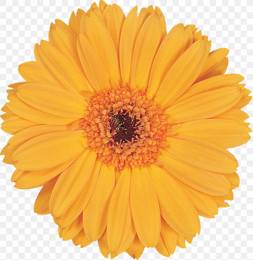 Transvaal Daisy Tissue Paper Cut Flowers Floristry, PNG, 1166x1200px, Transvaal Daisy, Calendula, Carnation, Chrysanthemum, Chrysanths Download Free