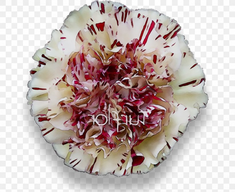 Cut Flowers, PNG, 1268x1035px, Cut Flowers, Carnation, Dianthus, Flower, Petal Download Free