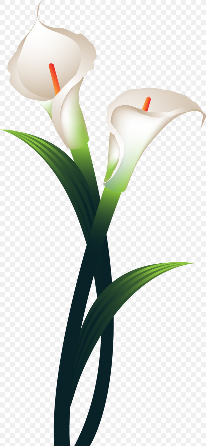Flower Daffodil Plant Stem, PNG, 1147x2481px, Flower, Cut Flowers, Daffodil, Designer, Flora Download Free