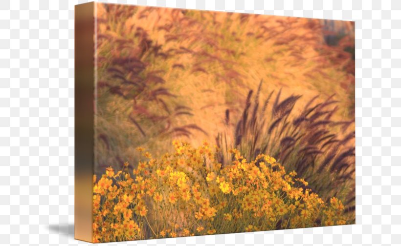 Gallery Wrap Yellow Canvas Wood /m/083vt, PNG, 650x504px, Gallery Wrap, Art, Canvas, Flower, Grass Download Free