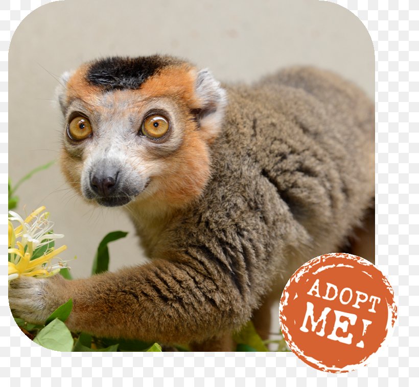 Lemurs Duke Lemur Center Crowned Lemur Blue-eyed Black Lemur, PNG, 788x759px, Lemurs, Animal, Black Lemur, Blueeyed Black Lemur, Crowned Lemur Download Free