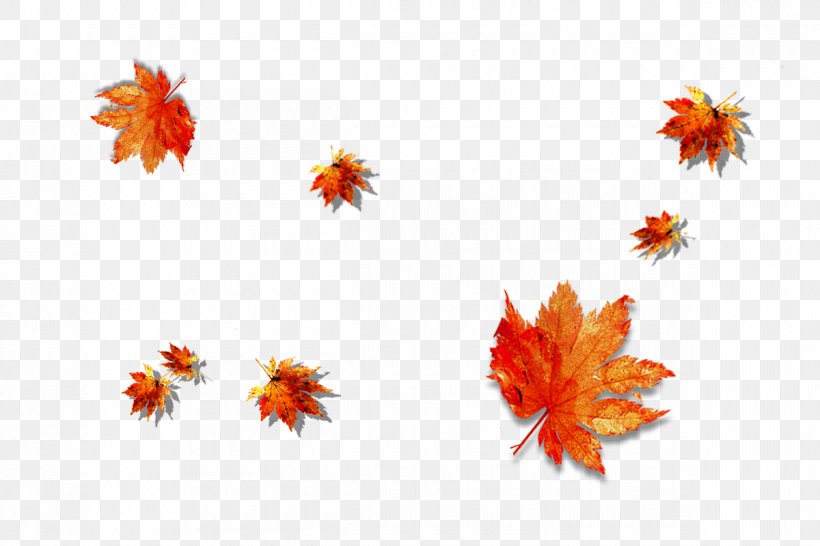 Maple Leaf Clip Art, PNG, 1200x800px, Maple Leaf, Autumn Leaf Color, Copyright, Flora, Floral Design Download Free
