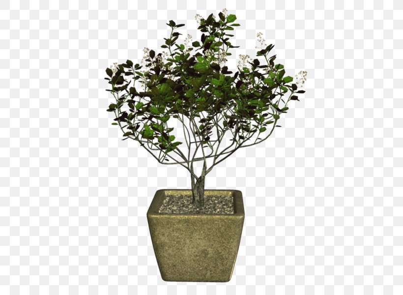 Sageretia Theezans Tree Olive Bonsai Plant, PNG, 464x600px, Sageretia Theezans, Bonsai, Branch, China, Fig Trees Download Free