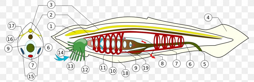 Vertebrate Lancelet Branchiostoma Lanceolatum Cephalochordata Notochord, PNG, 1920x624px, Watercolor, Cartoon, Flower, Frame, Heart Download Free