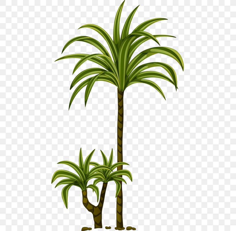 Arecaceae Clip Art, PNG, 466x800px, Arecaceae, Arecales, Drawing, Flower, Flowering Plant Download Free