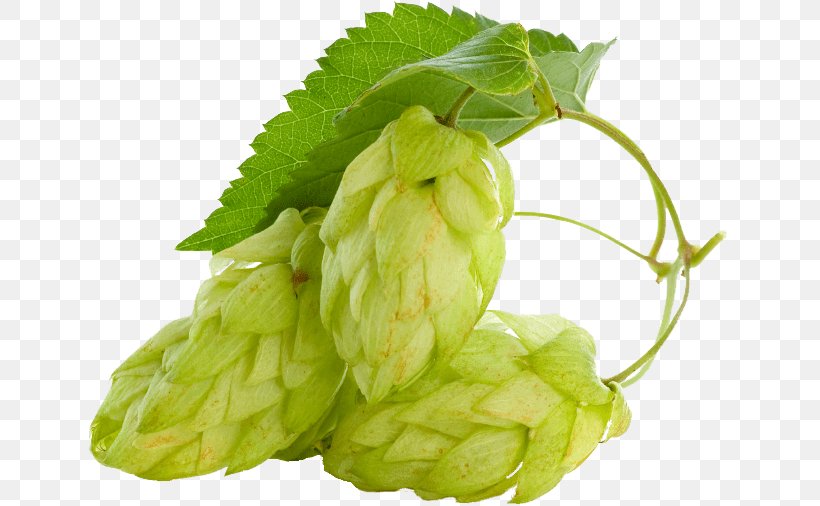 Beer Common Hop Hops Plant Conifer Cone, PNG, 641x506px, Beer, Beer Brewing Grains Malts, Bitterness, Common Hop, Conifer Cone Download Free