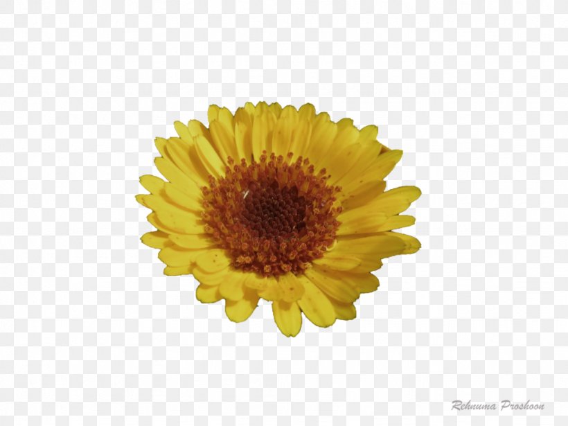 Chrysanthemum Transvaal Daisy Daisy Family Oxeye Daisy Marigolds, PNG, 1024x768px, Chrysanthemum, Calendula, Chrysanths, Common Daisy, Daisy Download Free