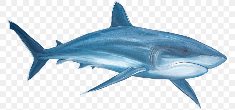 Great White Shark Tiger Shark Clip Art, PNG, 768x385px, Great White Shark, Animal, Animal Figure, Blue Shark, Cartilaginous Fish Download Free