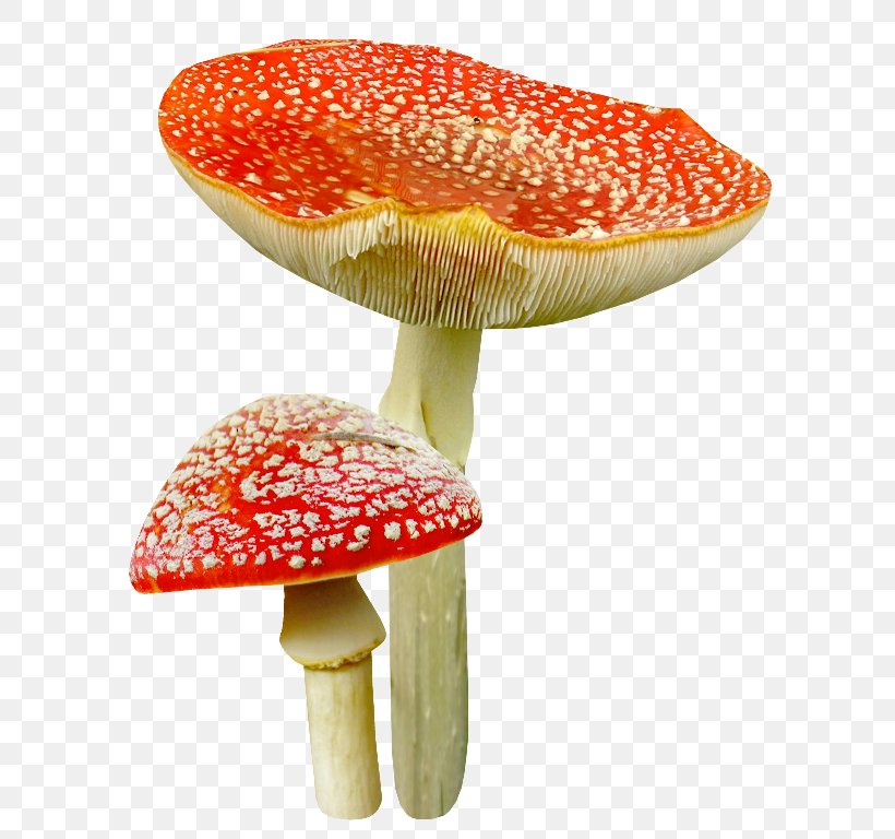 Mushroom Clip Art, PNG, 600x768px, Mushroom, Agaric, Amanita, Digital Image, Orange Download Free