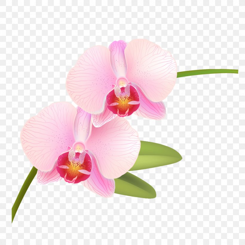Orchids Pink Rose Phalaenopsis Equestris Vector Graphics, PNG, 1000x1000px, Orchids, Cattleya, Color, Flower, Flowering Plant Download Free