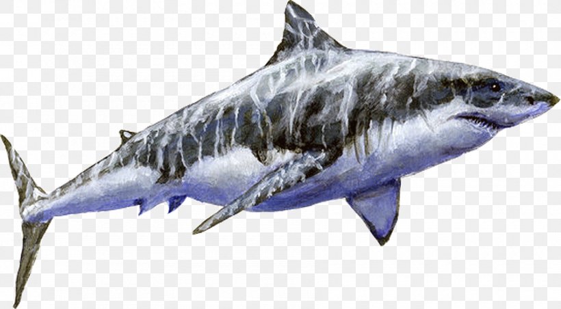 Sand Tiger Shark Great White Shark Megalodon Cosmopolitodus Hastalis, PNG, 900x497px, Tiger Shark, Carcharhiniformes, Carcharodon, Cartilaginous Fish, Fauna Download Free