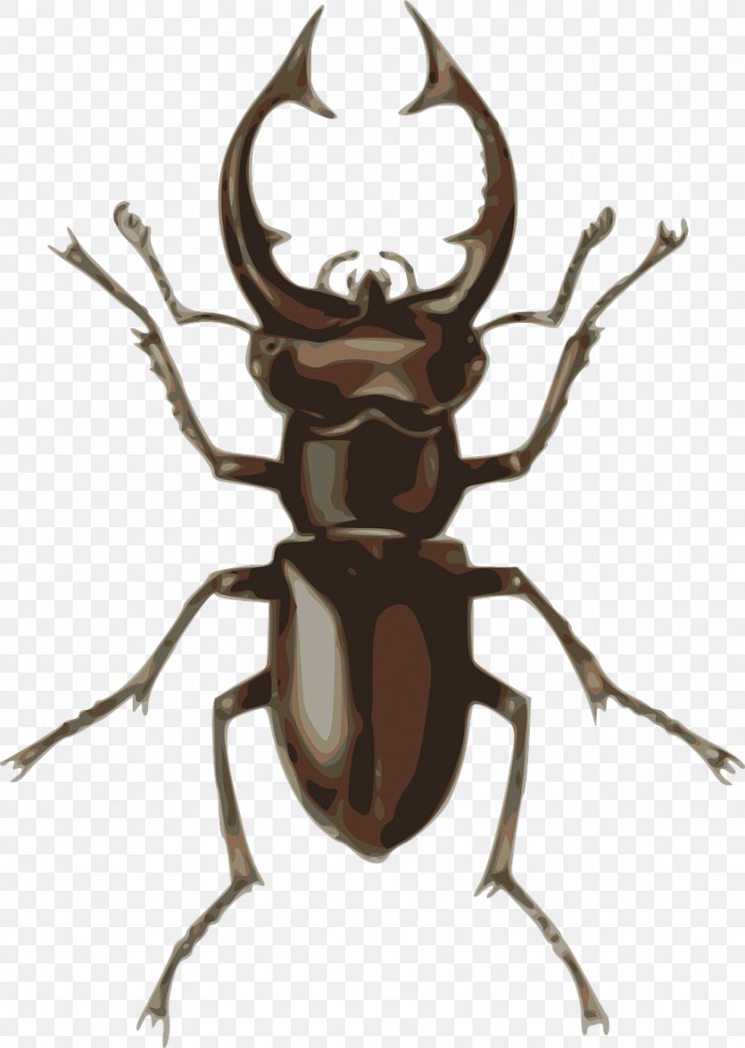 Stag Beetle Clip Art, PNG, 910x1280px, Beetle, Antler, Arthropod, Insect, Invertebrate Download Free