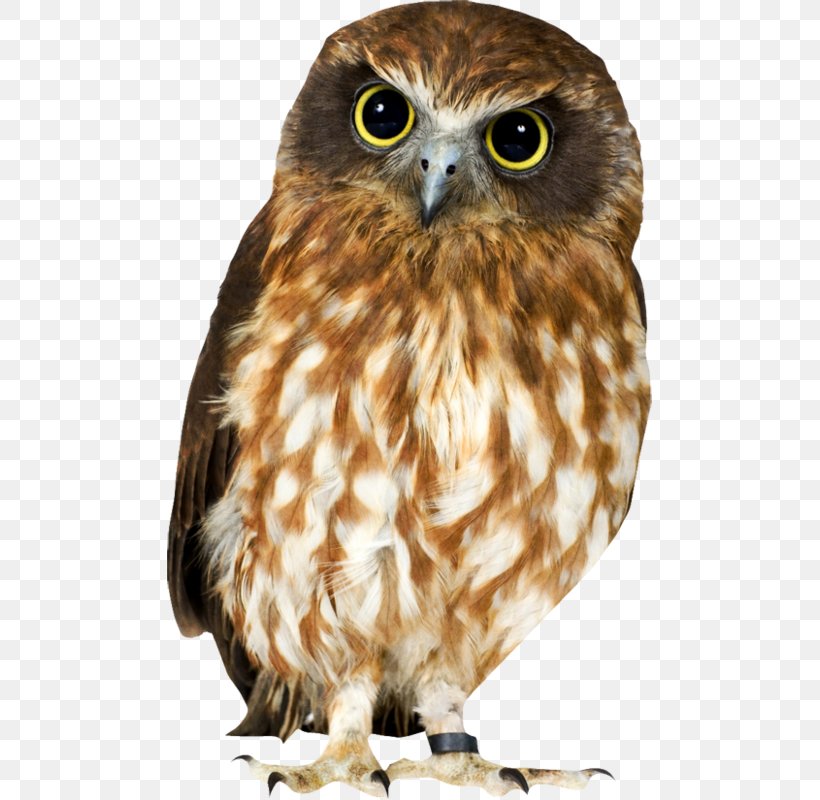 Tawny Owl Eurasian Eagle-owl Brown Hawk-owl Clip Art, PNG, 485x800px, Tawny Owl, Barn Owl, Beak, Bird, Bird Of Prey Download Free