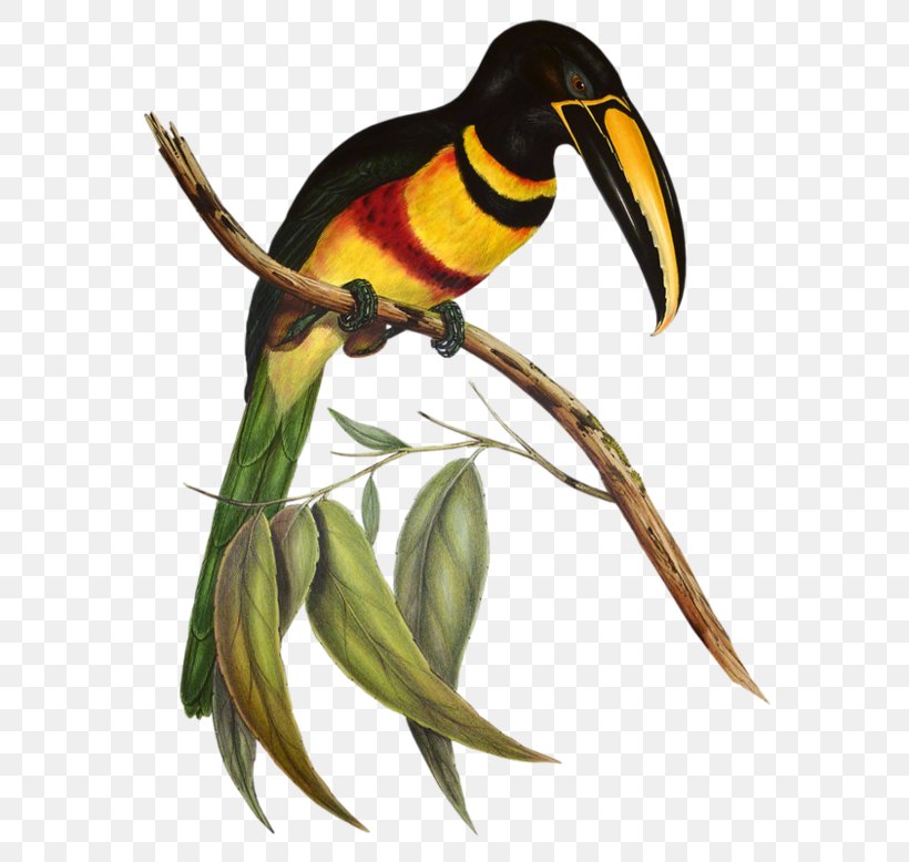 A Monograph Of The Ramphastidae, Or Family Of Toucans Tropical Birds Channel-billed Toucan Aracari, PNG, 600x778px, Bird, Aracari, Beak, Birds Of Australia, Channelbilled Toucan Download Free