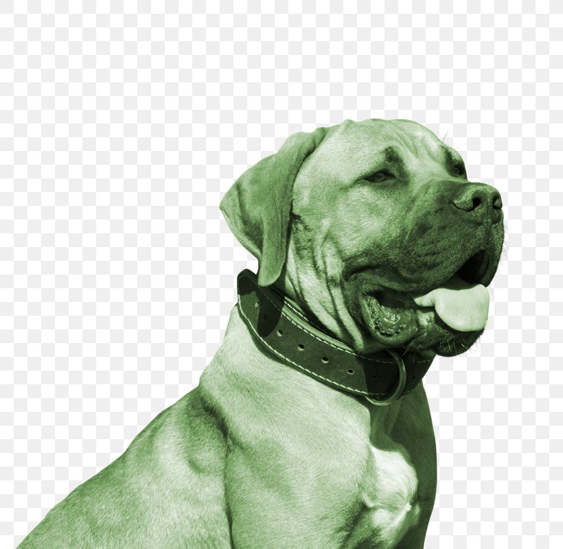 Bulldog American Pit Bull Terrier Boerboel Puppy German Shepherd, PNG, 800x800px, Bulldog, American Pit Bull Terrier, Boerboel, Boxer, Breed Download Free