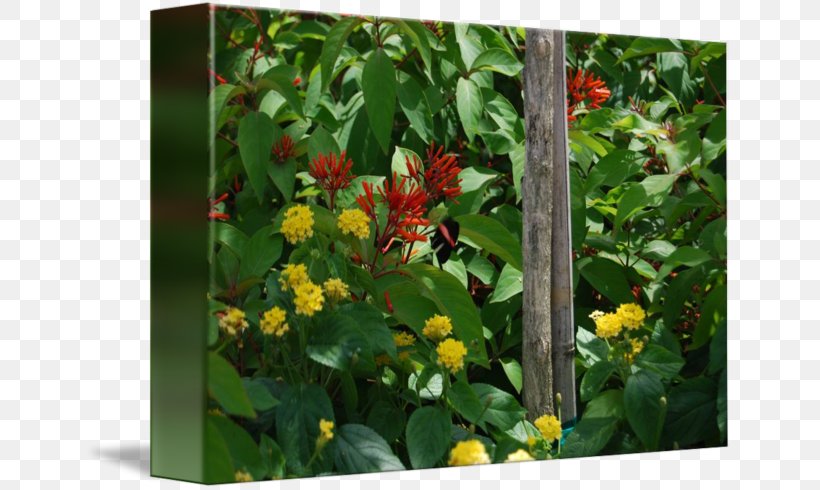 Flowering Plant Shrub, PNG, 650x490px, Flowering Plant, Flower, Plant, Pollinator, Shrub Download Free