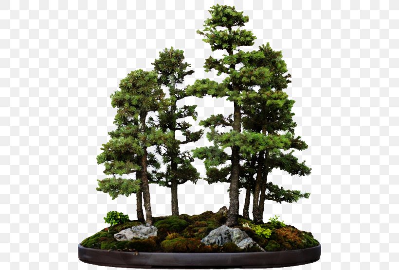 Indoor Bonsai Tree Bonsai Styles White Spruce, PNG, 500x556px, Bonsai, Bonsai Styles, Branch, Chinese Elm, Cutting Download Free