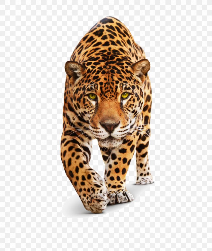 Jaguar Leopard Clip Art, PNG, 844x1000px, Jaguar, Big Cats, Carnivoran, Cat Like Mammal, Cheetah Download Free