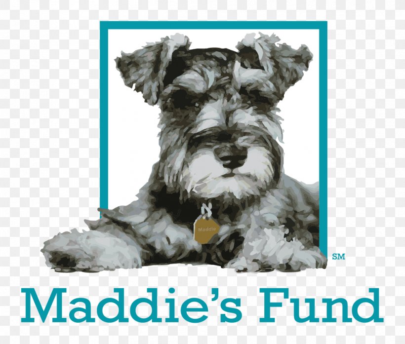 Maddie’s Fund Funding Animal Shelter Dog Grant, PNG, 1007x857px, Funding, Animal Rescue Group, Animal Shelter, Carnivoran, Cesky Terrier Download Free