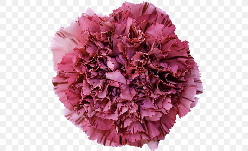 Carnation Cut Flowers China Pink, PNG, 600x500px, Carnation, China Pink, Color, Cut Flowers, Flower Download Free