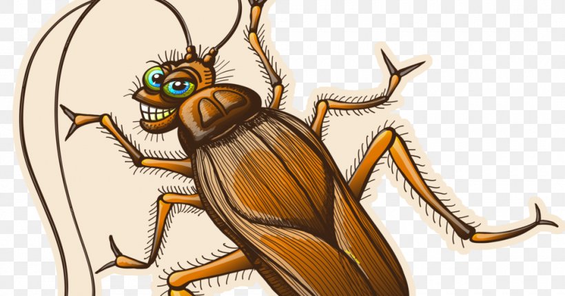 Cockroach Drawing Clip Art, PNG, 1000x525px, Cockroach, Art, Cartoon, Cockroach Racing, Drawing Download Free