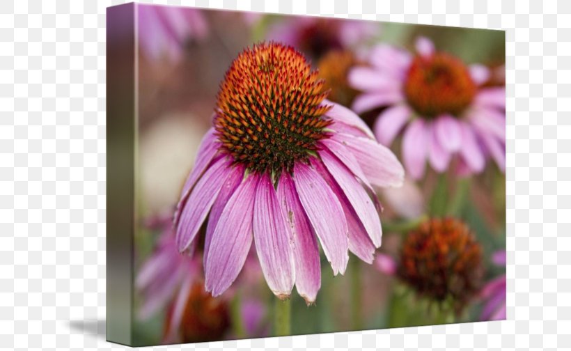 Daisy Family Coneflower Aster Purple Violet, PNG, 650x504px, Daisy Family, Aster, Common Daisy, Coneflower, Flower Download Free