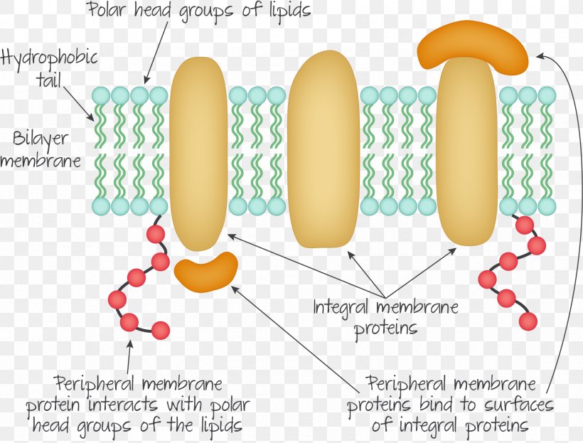 Peripheral Membrane Protein Integral Membrane Protein Biological Membrane Cell Membrane, PNG, 1690x1285px, Watercolor, Cartoon, Flower, Frame, Heart Download Free