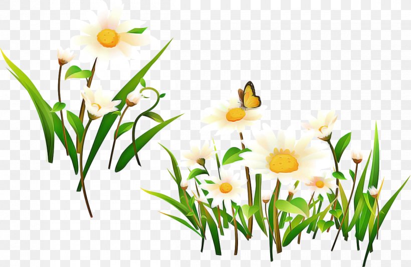 Drawing Of Family, PNG, 1200x782px, Chamomile, Amaryllis Family, Common Daisy, Crocus, Drawing Download Free