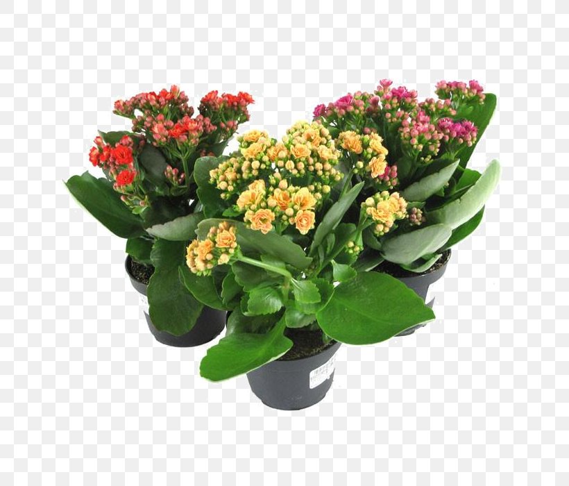 Florist Kalanchoe Houseplant Succulent Plant Plants Flower, PNG, 700x700px, Florist Kalanchoe, Annual Plant, Artificial Flower, Blossom, Cachepot Download Free