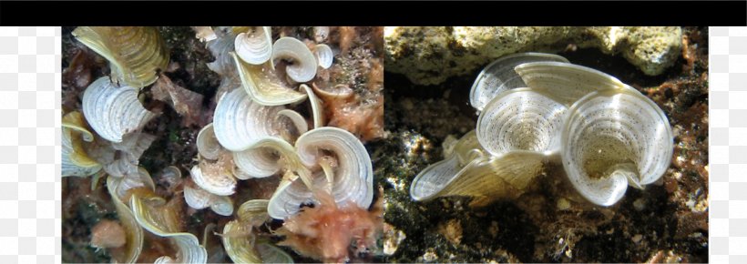 Padina Algae Seashell, PNG, 1725x612px, Algae, Clams Oysters Mussels And Scallops, Seashell Download Free