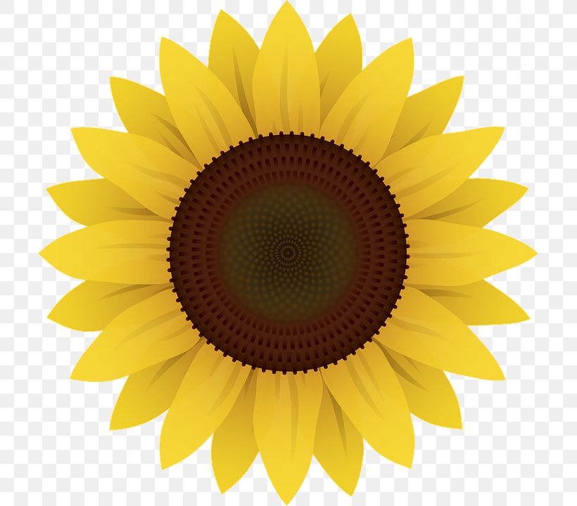Common Sunflower Clip Art, PNG, 711x720px, Common Sunflower, Close Up, Daisy Family, Flower, Flowering Plant Download Free