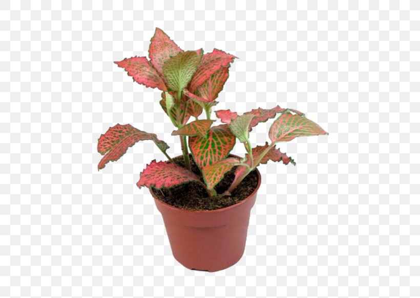 Fittoniya Houseplant Fittonia Plants Wolffia Arrhiza, PNG, 500x583px, Houseplant, Arums, Fittonia, Flower, Flowering Plant Download Free