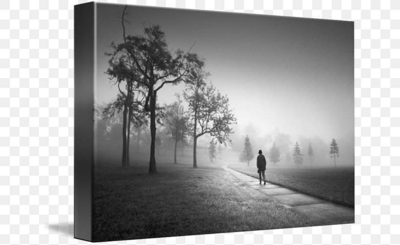 Fog Still Life Photography Desktop Wallpaper, PNG, 650x502px, Fog, Black And White, Computer, Landscape, Mist Download Free