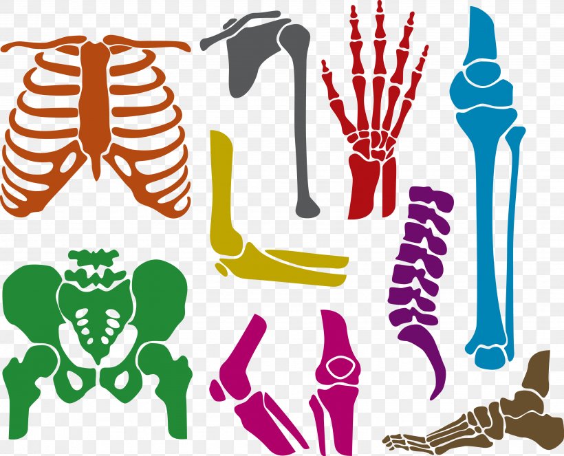 Human Skeleton Bone Euclidean Vector, PNG, 3468x2808px, Watercolor, Cartoon, Flower, Frame, Heart Download Free