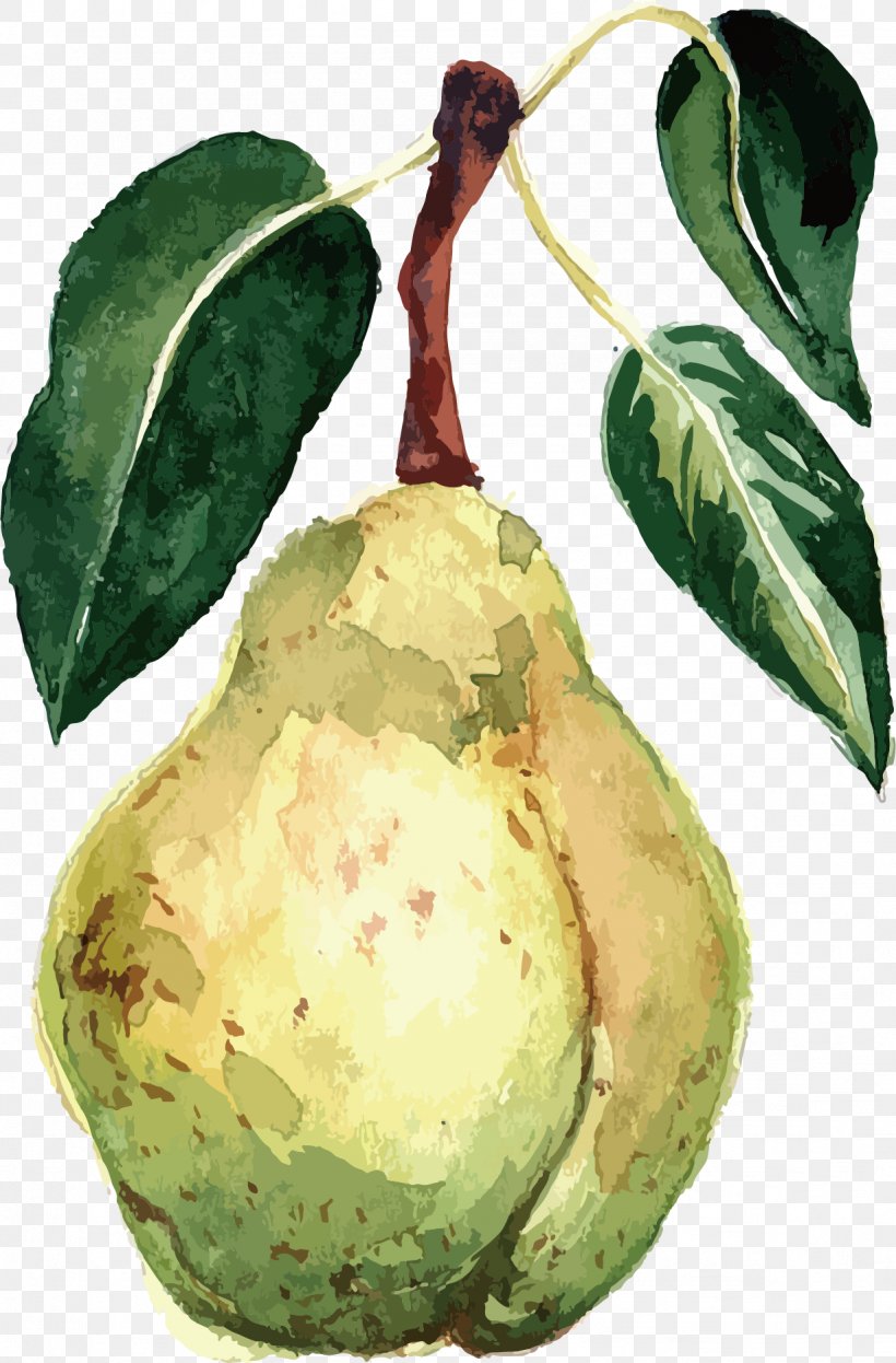 Pear Watercolor Painting Fruit Vector Packs, PNG, 1228x1866px, Watercolor Painting, Avocado, Drawing, Food, Fruit Download Free