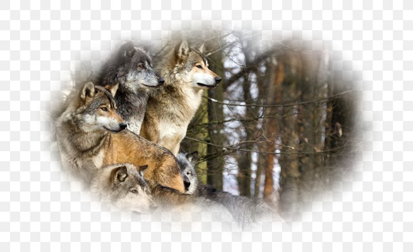 Yellowstone National Park Pack Animal Coyote Dog, PNG, 800x500px, Yellowstone National Park, Animal, Animal Rescue Group, Black Wolf, Carnivoran Download Free
