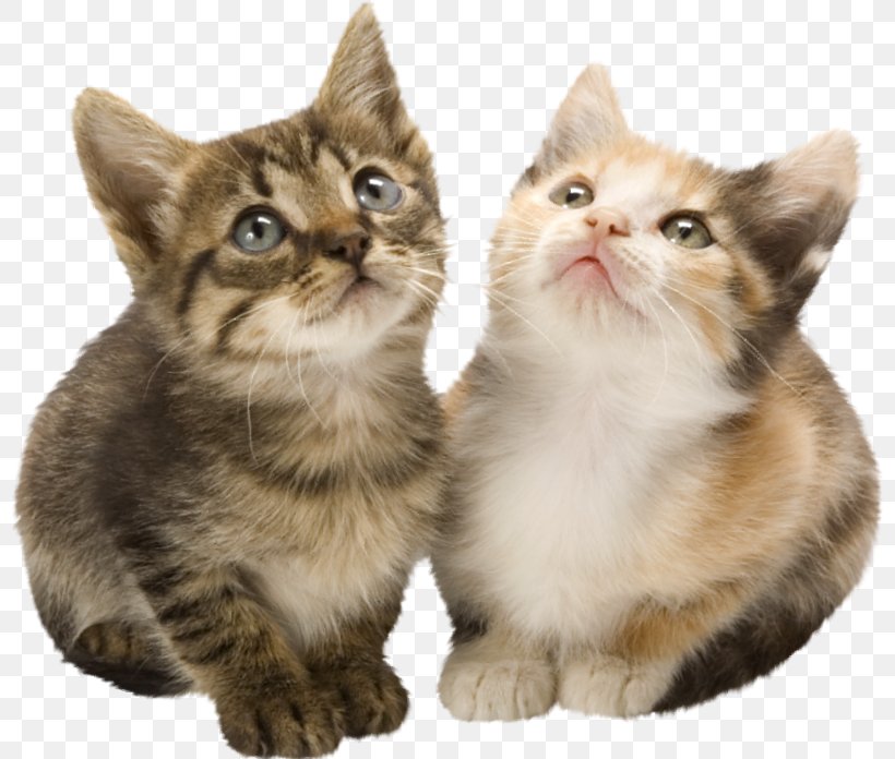 Cat Kitten Fencehouses Veterinarian, PNG, 800x696px, Cat, American Wirehair, Asian, Carnivoran, Cat Like Mammal Download Free