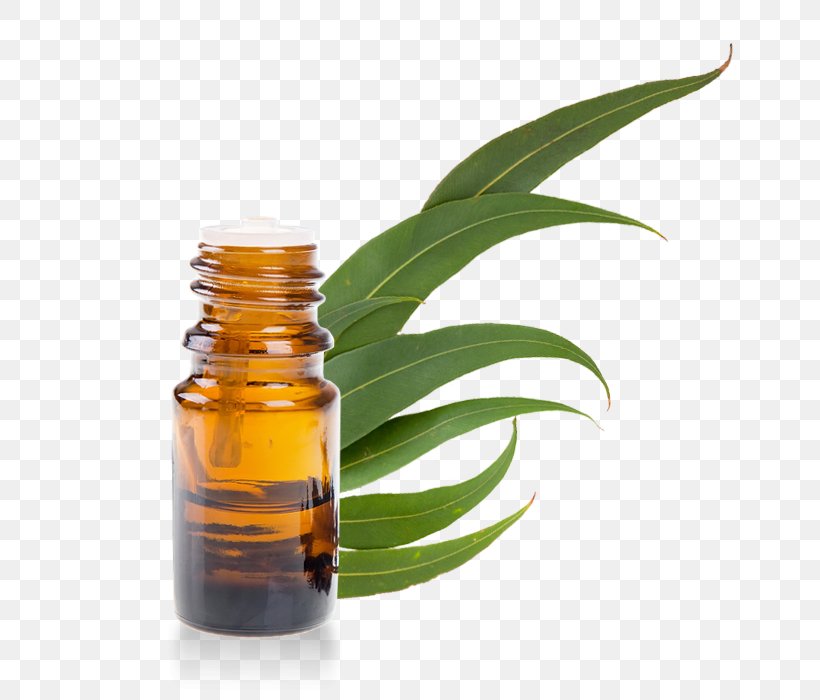 Eucalyptus Radiata Eucalyptus Globulus Mosquito Essential Oil Eucalyptus Oil, PNG, 700x700px, Eucalyptus Radiata, Aromatherapy, Bottle, Cymbopogon Citratus, Essential Oil Download Free