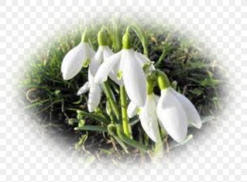 Flower Snowdrop Perce-neige Poinsettia Plant, PNG, 892x656px, Flower, Blog, Crocus, Daffodil, Galanthus Download Free