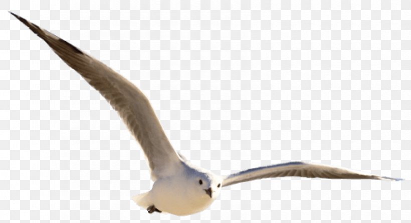 Gulls Bird Clip Art Goose, PNG, 850x463px, Gulls, Beak, Bird, European Herring Gull, Fauna Download Free