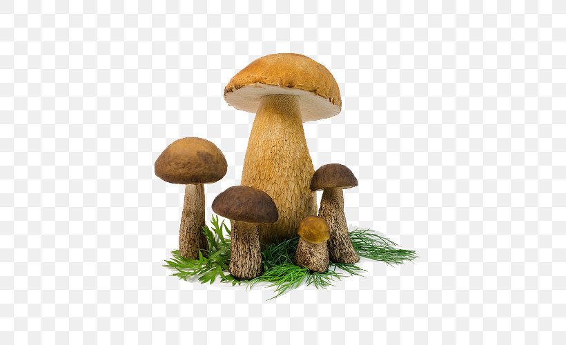 Mushroom Grass, PNG, 500x500px, Mushroom, Boletus, Color, Edible Mushroom, Grass Download Free